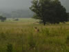 Cades Cove